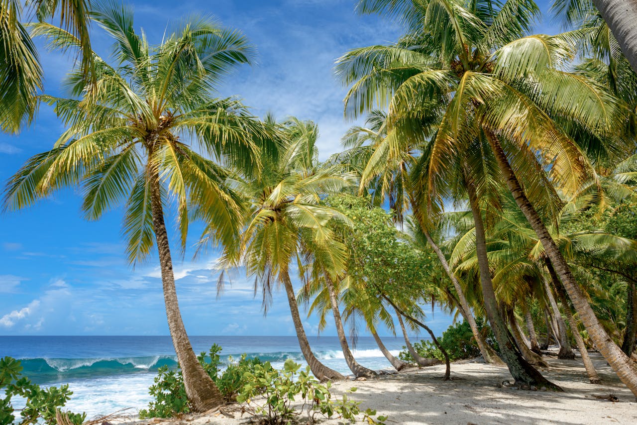 Palm trees waterside background